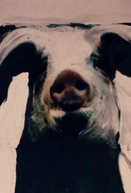 Poster for The Trail of the Pig