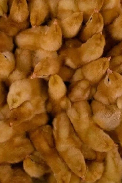 Poster for Egg: The Life of Hens Exploited in Cages