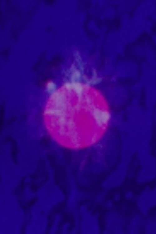 Poster for LSD