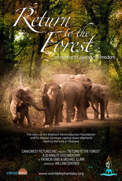 Poster for Return to the Forest