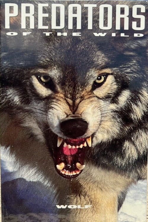 Poster for Predators of the Wild: Wolf