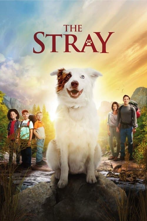 Poster for The Stray