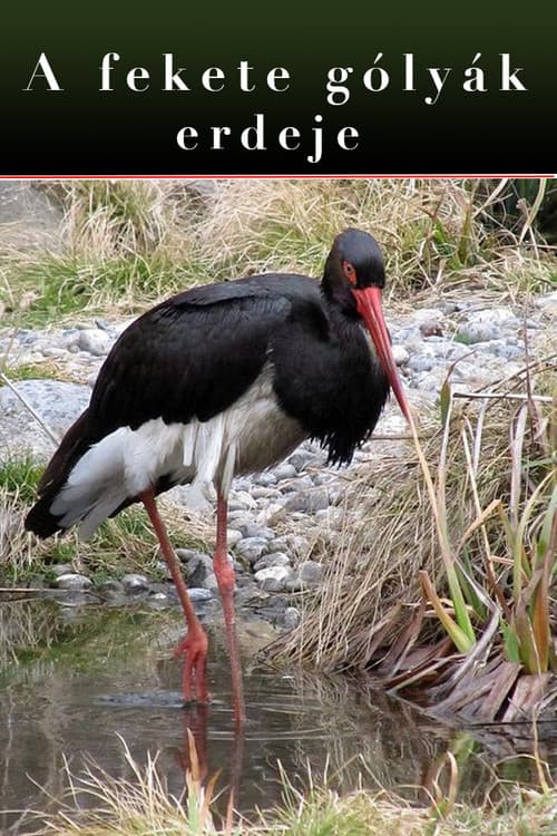 Poster for The Forest Of Black Storks
