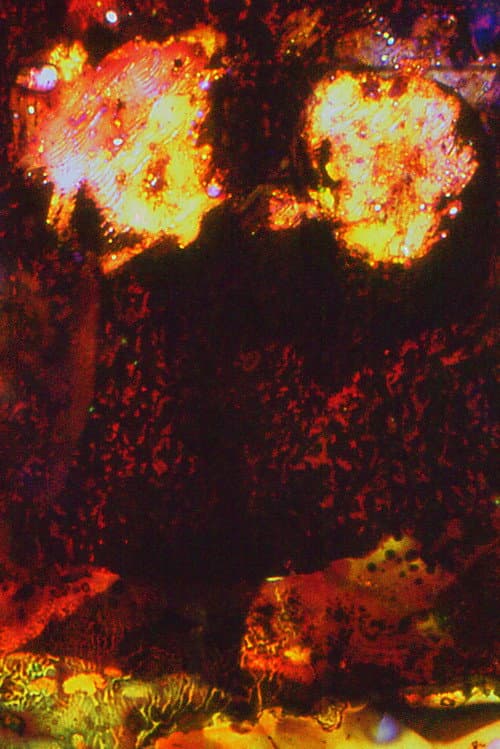 Poster for elles s’élèvent, ces forteresses éponges