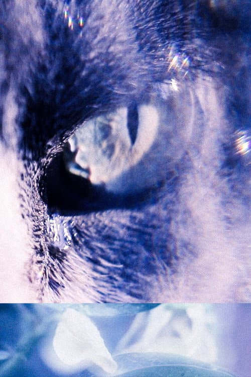 Poster for With my Cat's Eyes