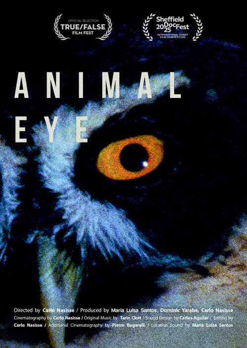 Poster for Animal Eye