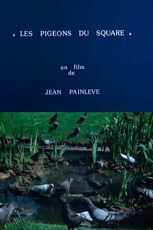Poster for Pigeons in the Square