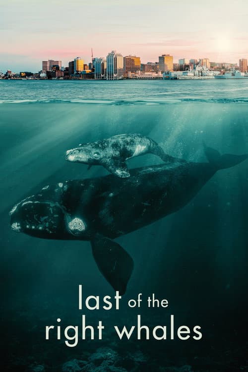 Постер до фільму «Last of the Right Whales»