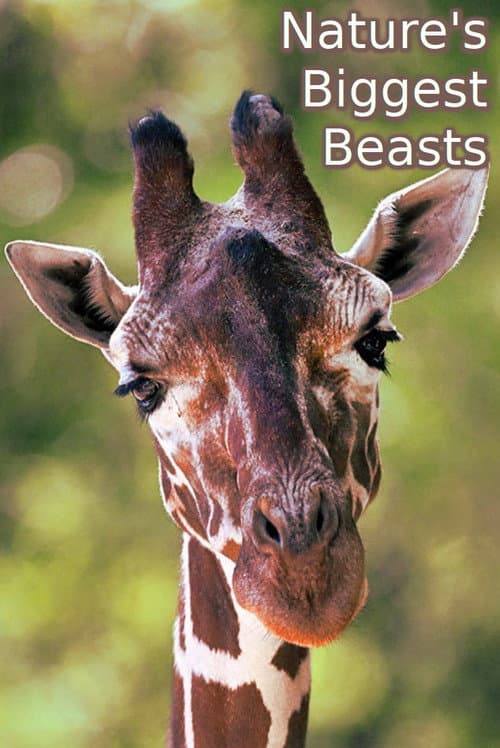 Poster for Nature's Biggest Beasts