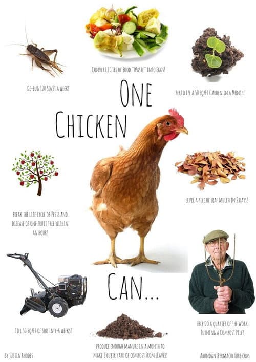 Poster for Permaculture Chickens