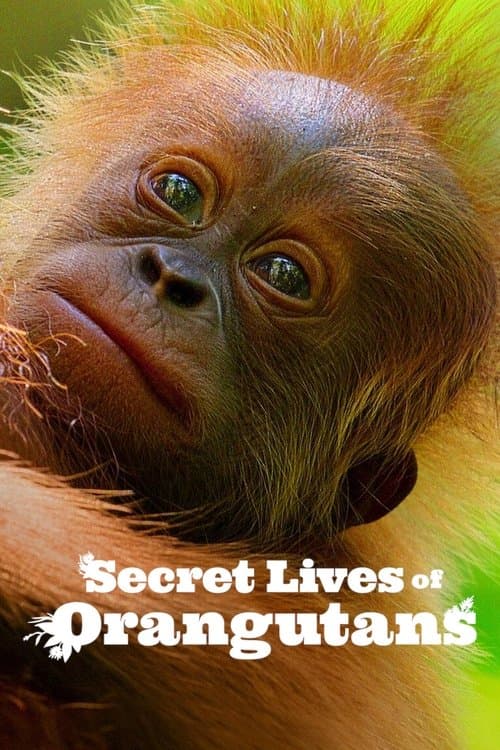 Poster for Secret Lives of Orangutans