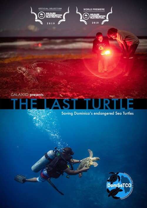 Poster for The Last Turtle