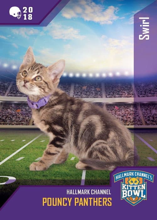 Poster for Kitten Bowl VIII Special