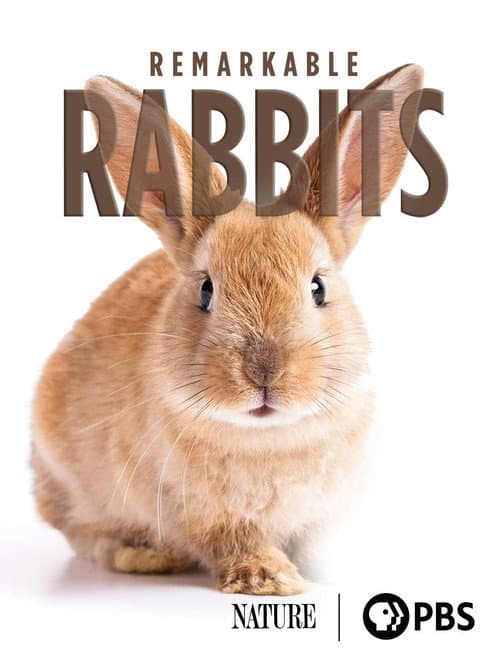 Poster for Remarkable Rabbits