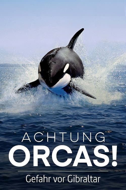 Poster for Achtung Orcas! Gefahr vor Gibraltar?
