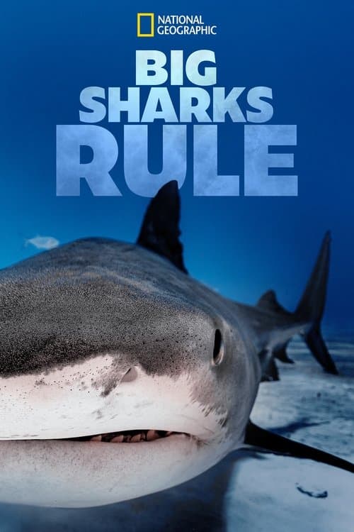 Poster for Big Sharks Rule