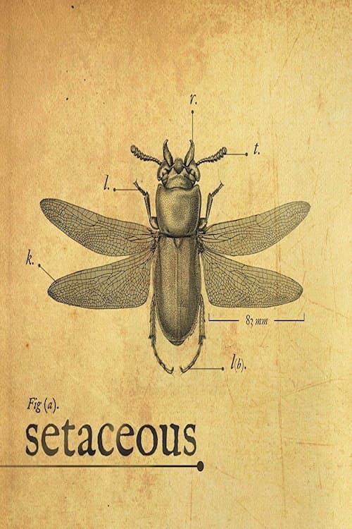Poster for Setaceous