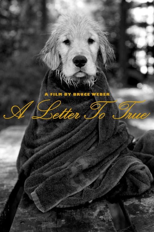 Poster for A Letter to True