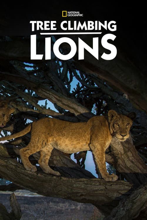 Poster for Tree Climbing Lions