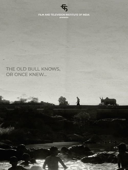 Poster for The Old Bull knows, or Once Knew