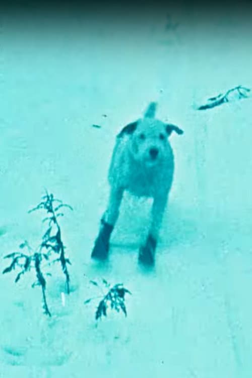 Poster for A Winter's Tale