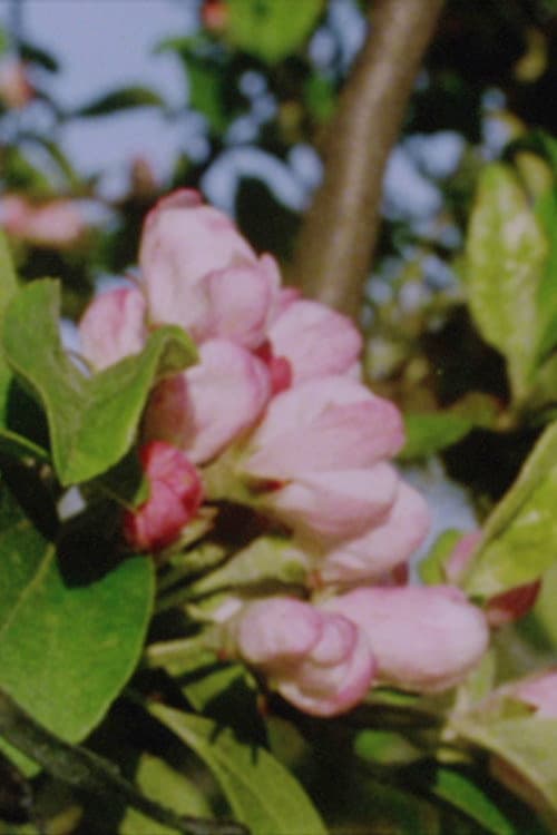 Постер до фільму «Autumn Rush for Kurt Kren and Winter and Spring and Summer»