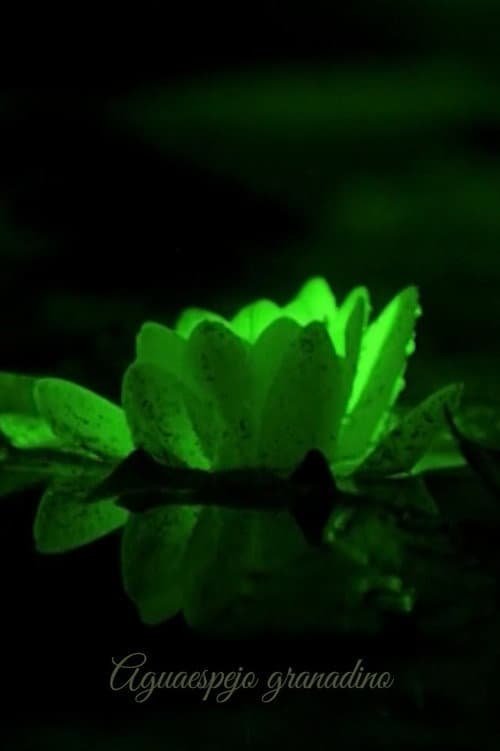 Постер до фільму «Water-Mirror of Granada»