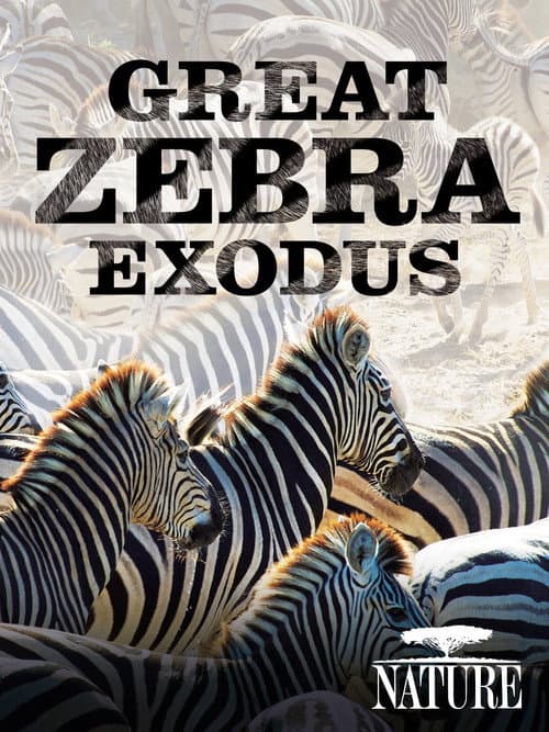 Poster for Nature: Great Zebra Exodus
