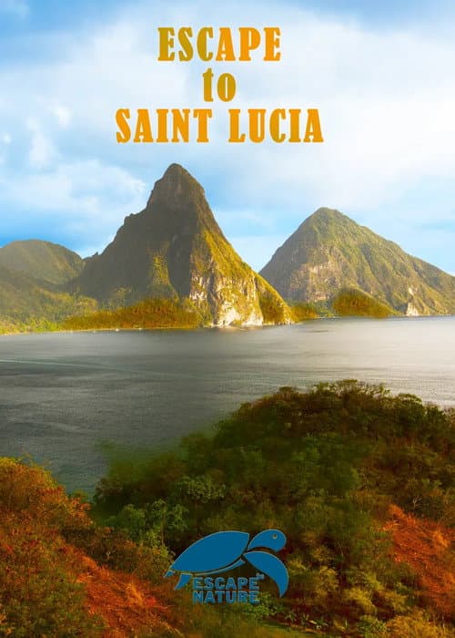 Poster for Escape to Saint Lucia