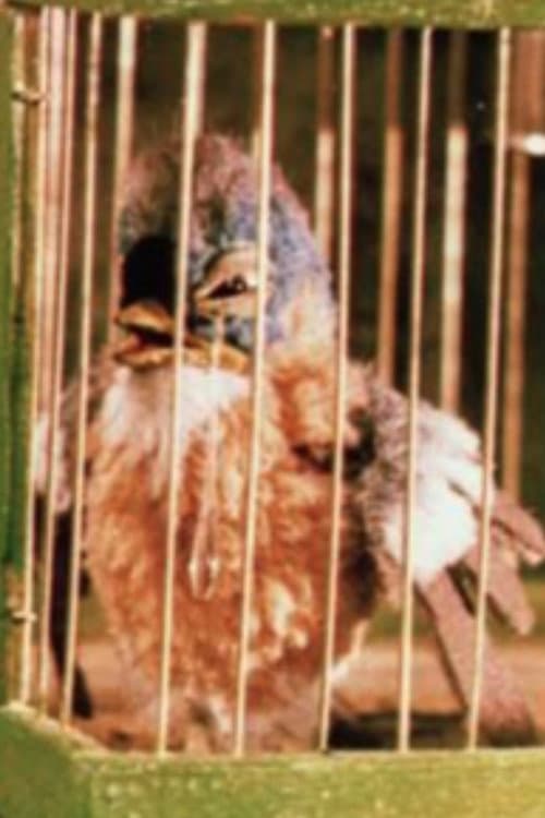 Poster for Gazouilli, petit oiseau