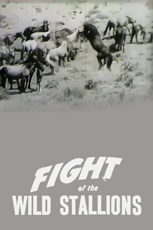Poster for Fight of the Wild Stallions