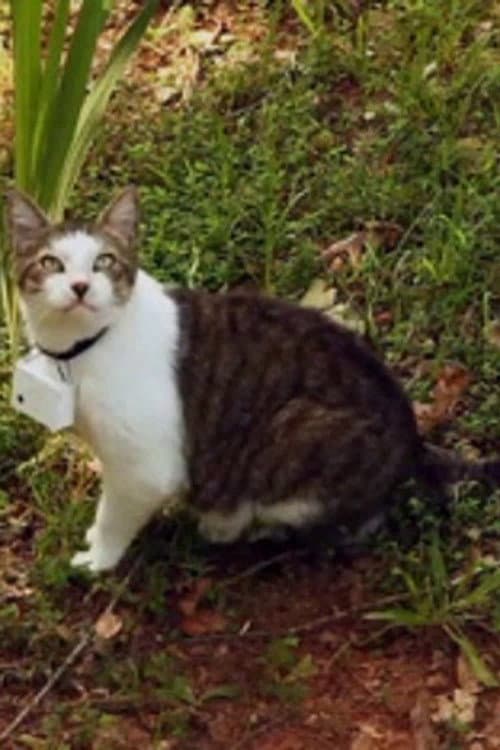 Poster for CatCam