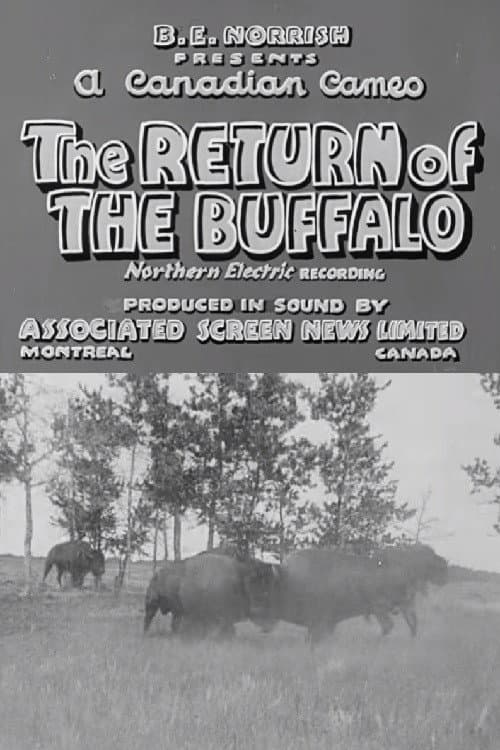 Poster for Return of the Buffalo