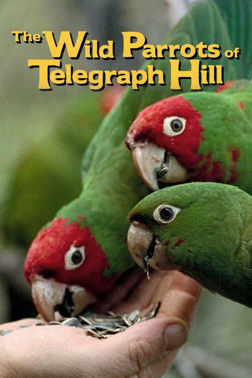 Poster for The Wild Parrots of Telegraph Hill