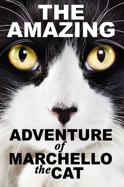 Poster for A Cat's Tale