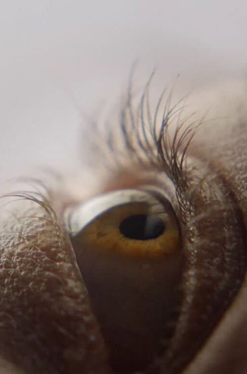 Poster for Eyelash