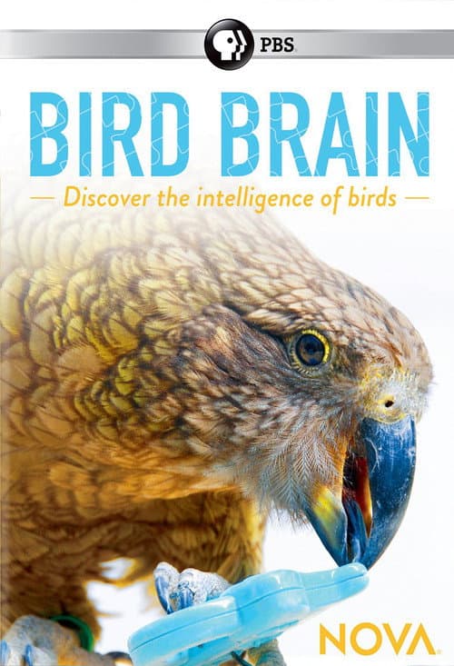 Poster for NOVA: Bird Brain