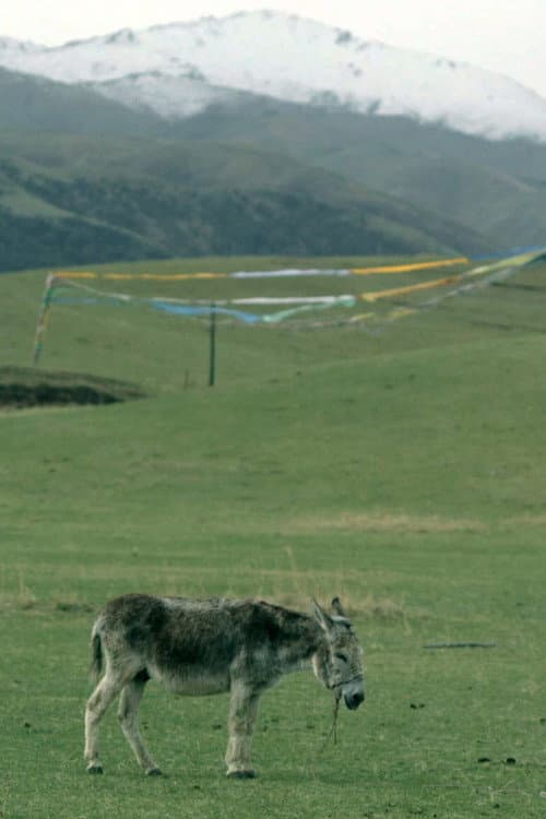 Poster for The Boys and the Donkey