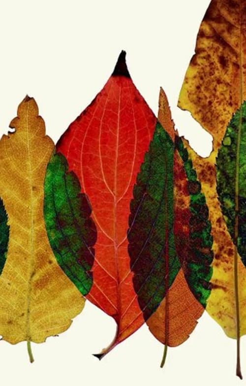 Poster for Sans Chlorophyll
