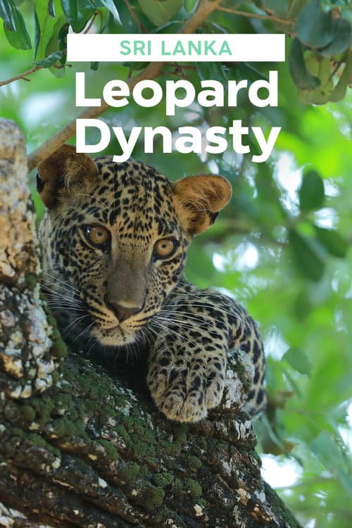 Постер до фільму «Sri Lanka: Leopard Dynasty»