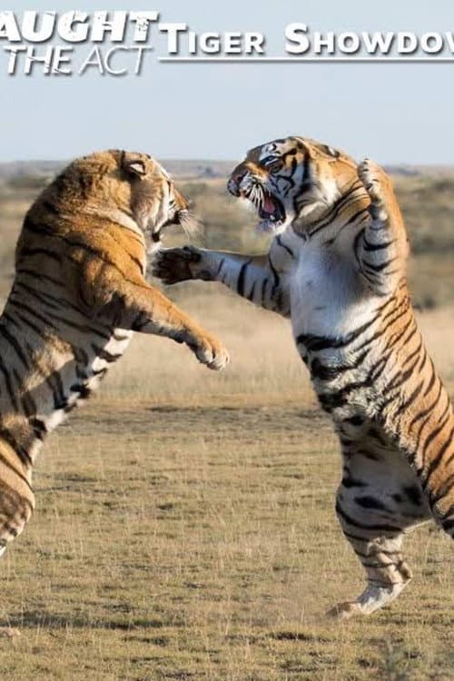 Poster for Caught In The Act: Tiger Showdown