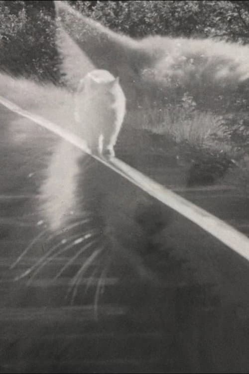 Poster for Catwalk