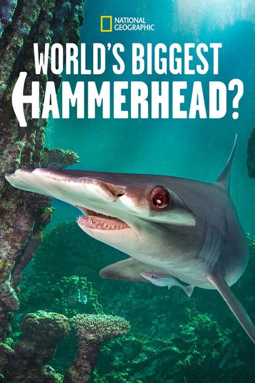 Poster for World's Biggest Hammerhead?