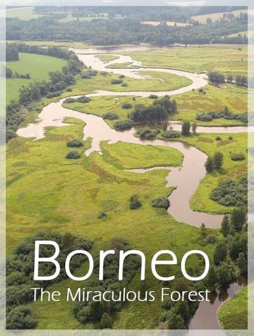 Poster for Bornéo, la forêt miraculée
