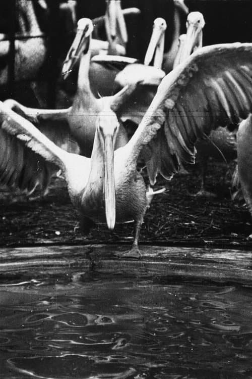 Poster for Pelicans at the Zoo