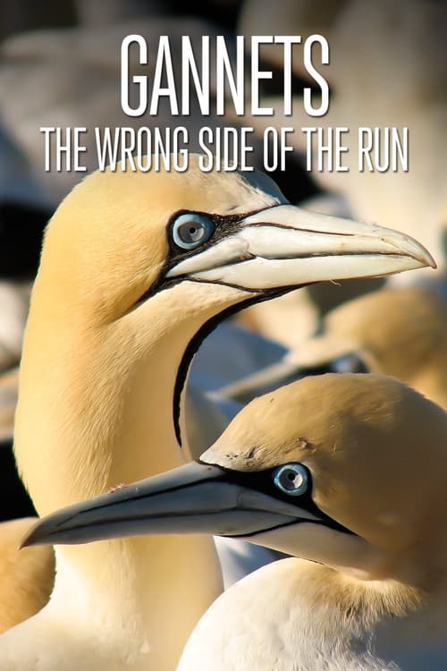 Poster for Gannets: The Wrong Side of the Run