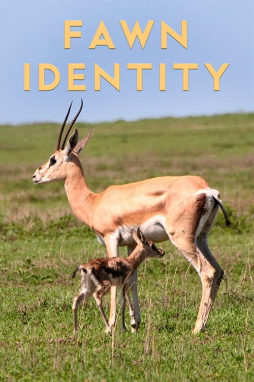 Poster for Fawn Identity