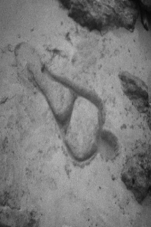 Poster for Untitled: 'Silueta' of Sand
