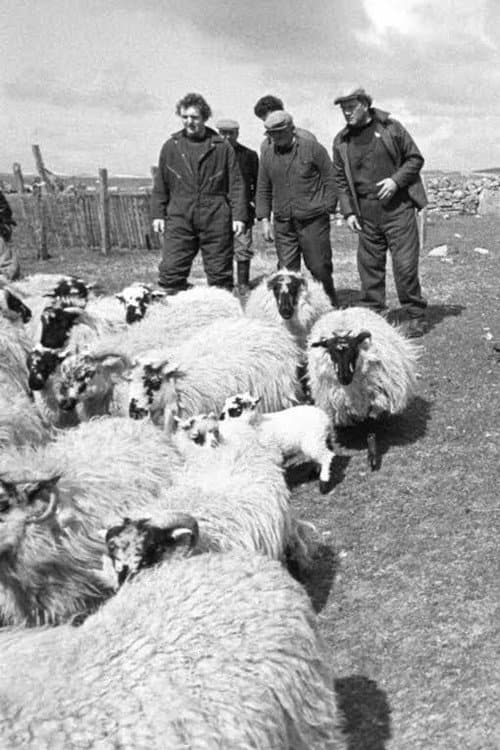 Poster for The Shepherds of Berneray