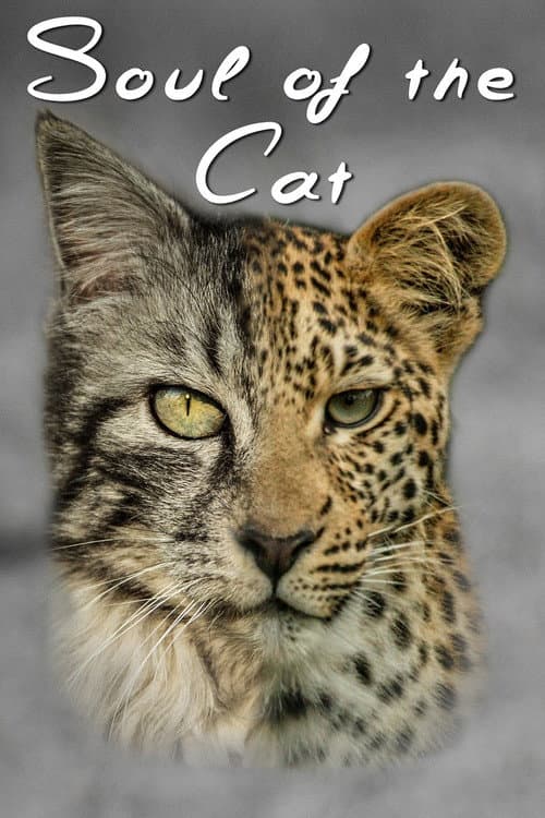 Poster for Soul of The Cat